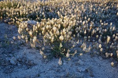 Thelypodium crispum