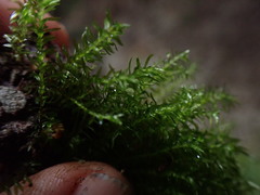 Pohlia longibracteata