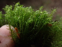 Pohlia longibracteata