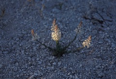 Thelypodium crispum