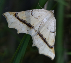 Eriplatymetra