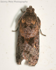 Cryptaspasma
