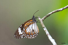 Danaus affinis
