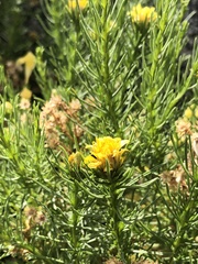 Ericameria pinifolia