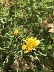 Ericameria pinifolia