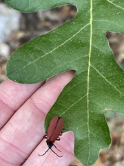 Macrolygistopterus rubripennis