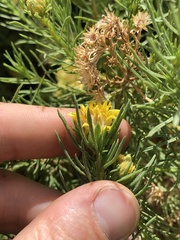 Ericameria pinifolia
