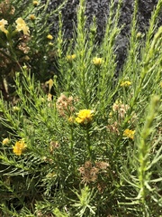 Ericameria pinifolia