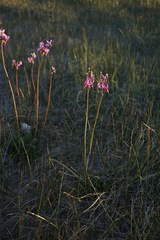 Primula pauciflora shoshonensis