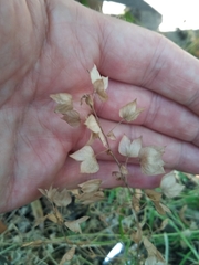 Veronica cardiocarpa