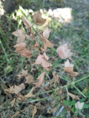 Veronica cardiocarpa