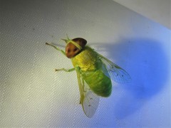 Chlorotabanus crepuscularis