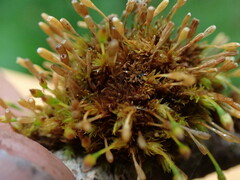 Ulota intermedia