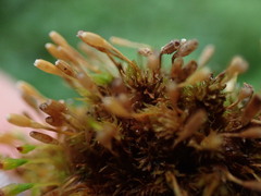 Ulota intermedia