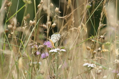 Melanargia galathea