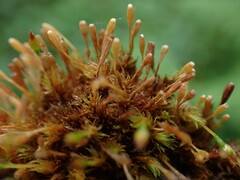 Ulota intermedia