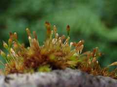 Ulota intermedia