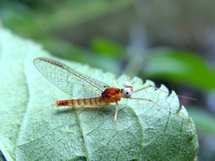 Maccaffertium modestum