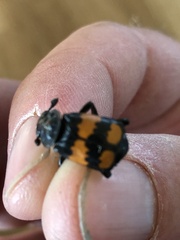 Nicrophorus hebes