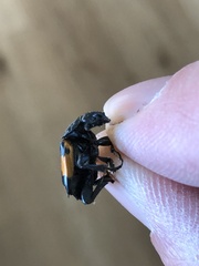 Nicrophorus hebes