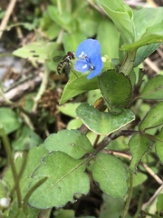 Toxomerus marginatus