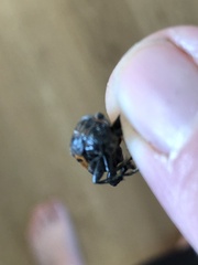 Nicrophorus hebes
