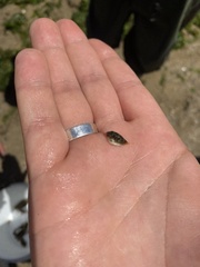 Sphoeroides maculatus