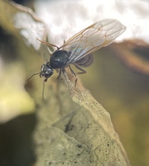 Lasius