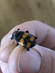Nicrophorus hebes