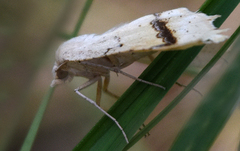 Eriplatymetra