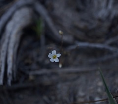 Linanthus inyoensis