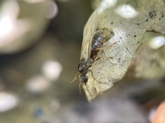 Lasius