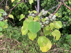 Homalanthus fastuosus