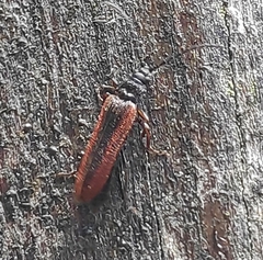 Omalisus fontisbellaquei