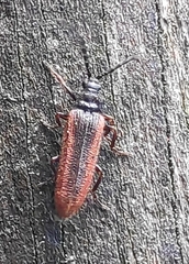 Omalisus fontisbellaquei