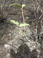 Solanum houstonii