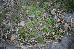 Chlorophytum laxum