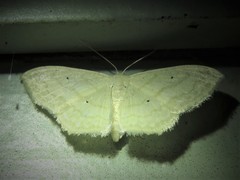 Scopula umbilicata