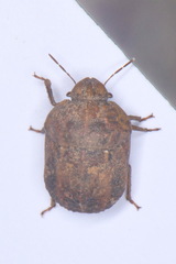 Psacasta tuberculata