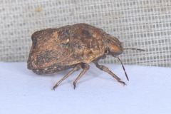 Psacasta tuberculata