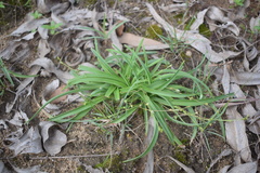 Chlorophytum laxum