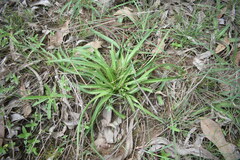 Chlorophytum laxum