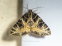 Eustroma inextricata