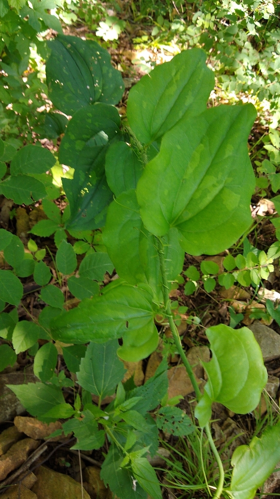 Briers Definition bristly greenbrier from Shawnee on June 28, 2022 at 11:05 AM by Beth ...