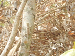 Sceloporus melanorhinus