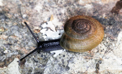 Paraegopis mauritii