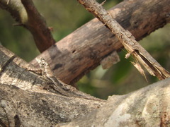 Sceloporus melanorhinus
