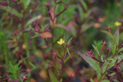 Ludwigia perennis