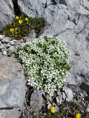 Arenaria ciliata