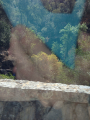 Aesculus californica